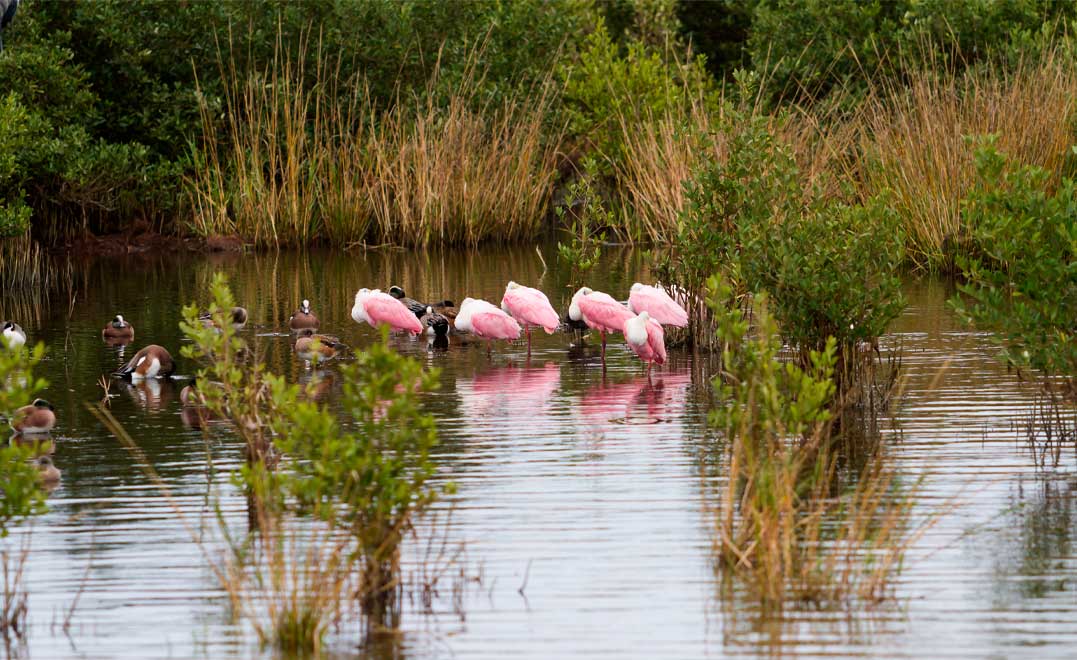 Roseate spoonhill in natural habitat on South Padre Island, TX.