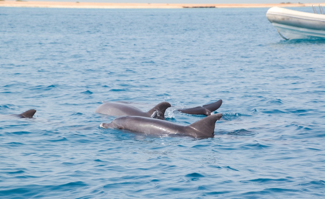 Dolphins in the Red Sea